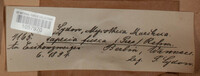 Tapesia fusca image